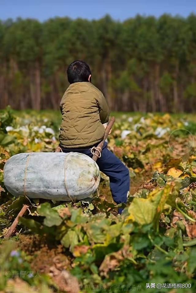 《康仔农人》：老小孩，第一次看见你就喜欢上了你  康仔农人 第5张