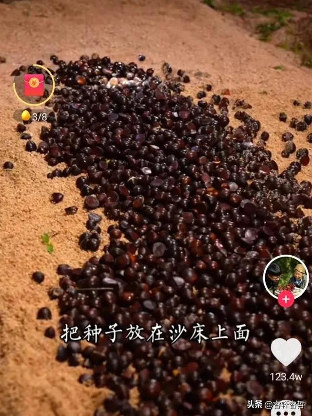 网红康仔农人的真实身份曝光，他家的金花茶园的价值令人惊讶  康仔农人 第8张